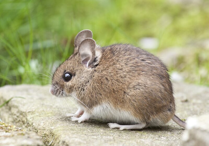 image - Rat Prevention