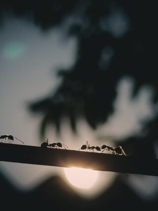 featured image - Ant Invasion: How to Deal with Unwanted Guests in Your Home