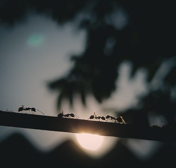featured image - Ant Invasion: How to Deal with Unwanted Guests in Your Home