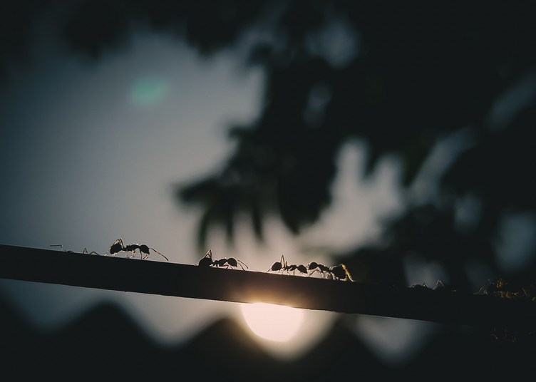 featured image - Ant Invasion: How to Deal with Unwanted Guests in Your Home