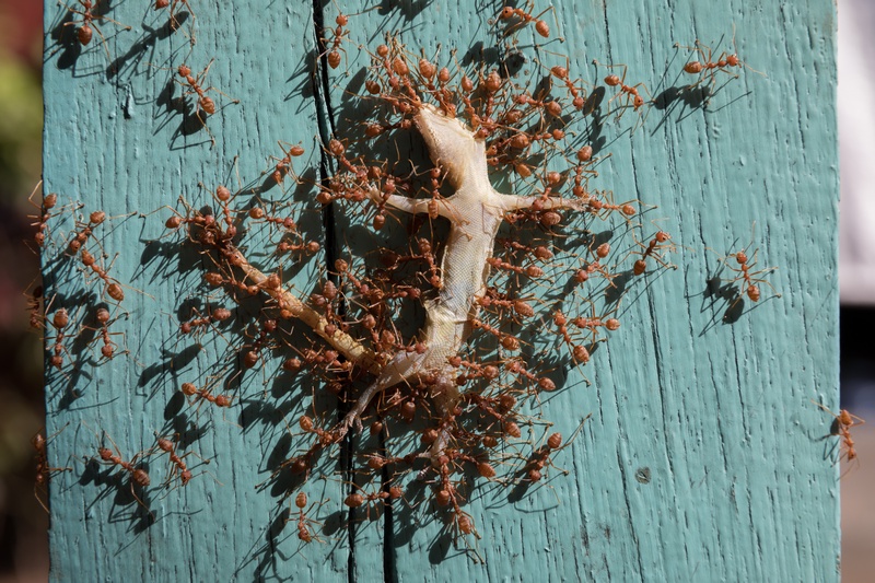 image - Ant Invasion