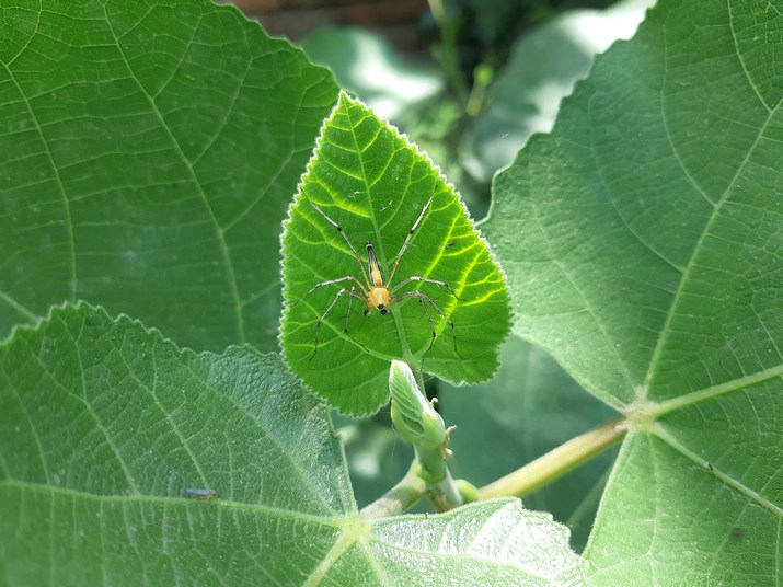 featured image - Pest Control Services: Keeping Your Home Bug-Free