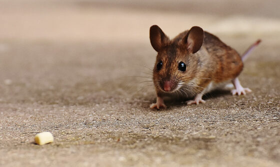 featured image - Keep Rats Away Naturally with the Power of Peppermint