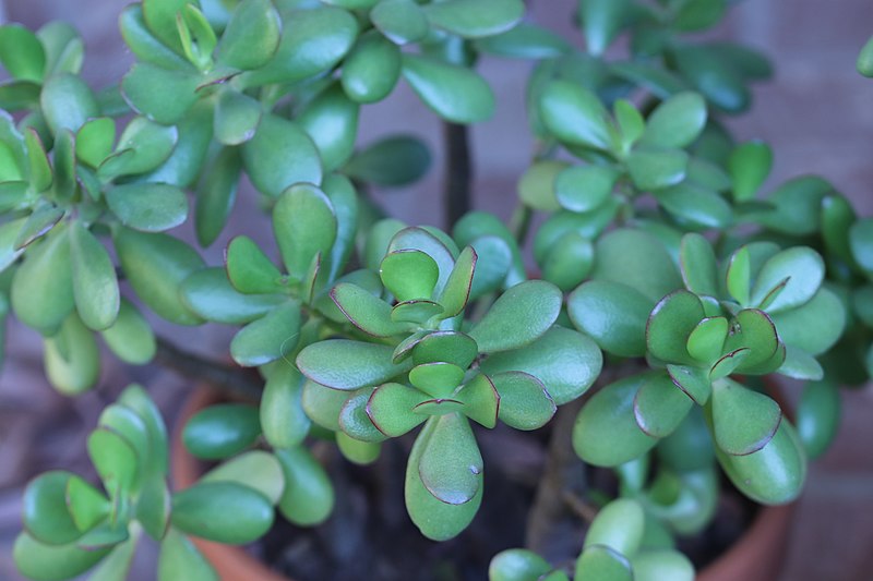 Jade Plant (Crassula ovata) image - Jade Plant (Crassula ovata)