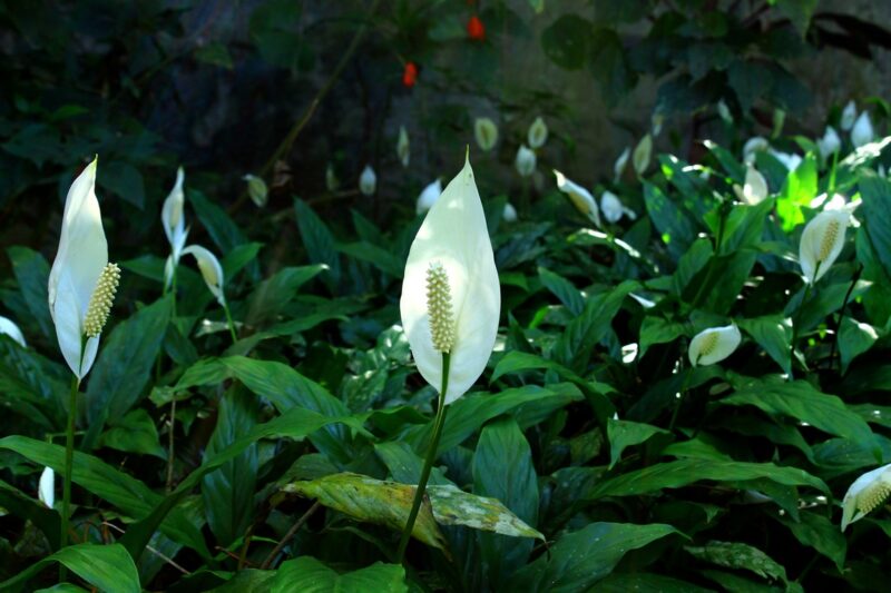 Peace Lily (Spathiphyllum) image - Peace Lily (Spathiphyllum)