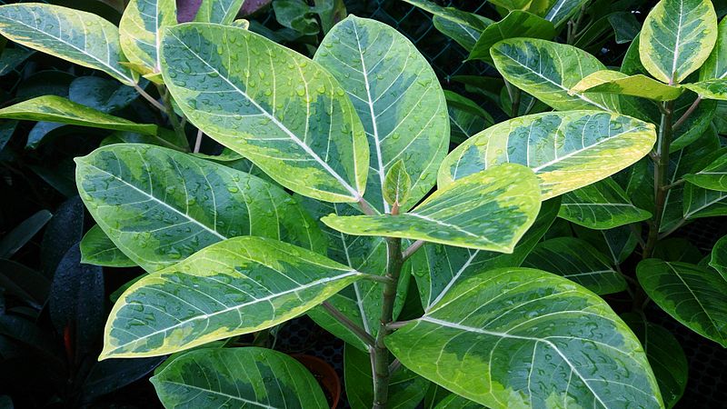 Rubber Plant (Ficus elastica) image - Rubber Plant (Ficus elastica)