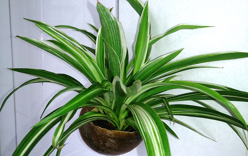 Spider Plant (Chlorophytum comosum) image - Spider Plant (Chlorophytum comosum)