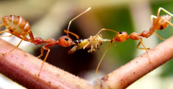 featured image - Ant Invasion? Here's How to Banish Them from Your Kitchen without Chemicals