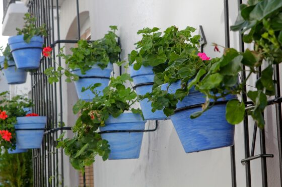 featured image - How I Turned My Balcony into a Houseplant Paradise