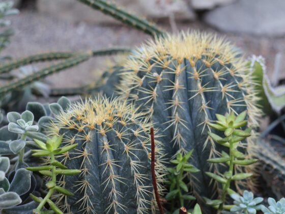featured image - The Science Behind Why Houseplants Make You Happy