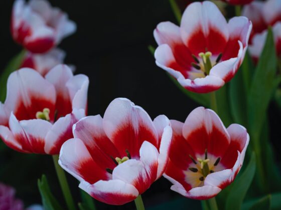 featured image - How to Enhance Your Spring Bulbs With Companion Plants