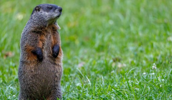 featured image - Protecting Your Garden from Groundhogs: Tips and Tricks