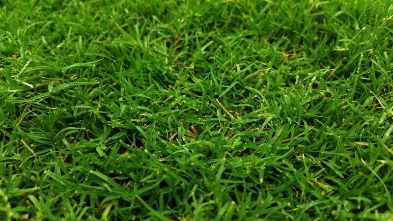 Choose the Right Grass Type for Your Lawn image - Choose the Right Grass Type for Your Lawn