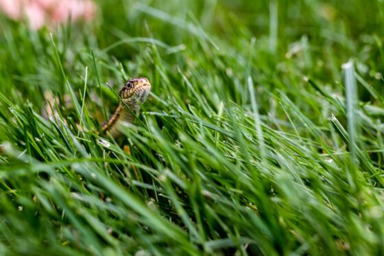 featured image - The Sentinel of the Garden: Lemongrass as a Dual Defense Against Snakes