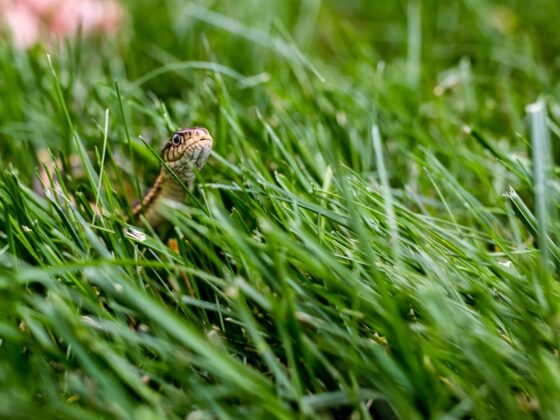 featured image - The Sentinel of the Garden: Lemongrass as a Dual Defense Against Snakes