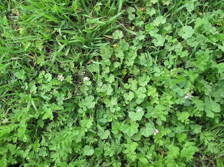 Deal with Weeds and Pests image - Deal with Weeds and Pests