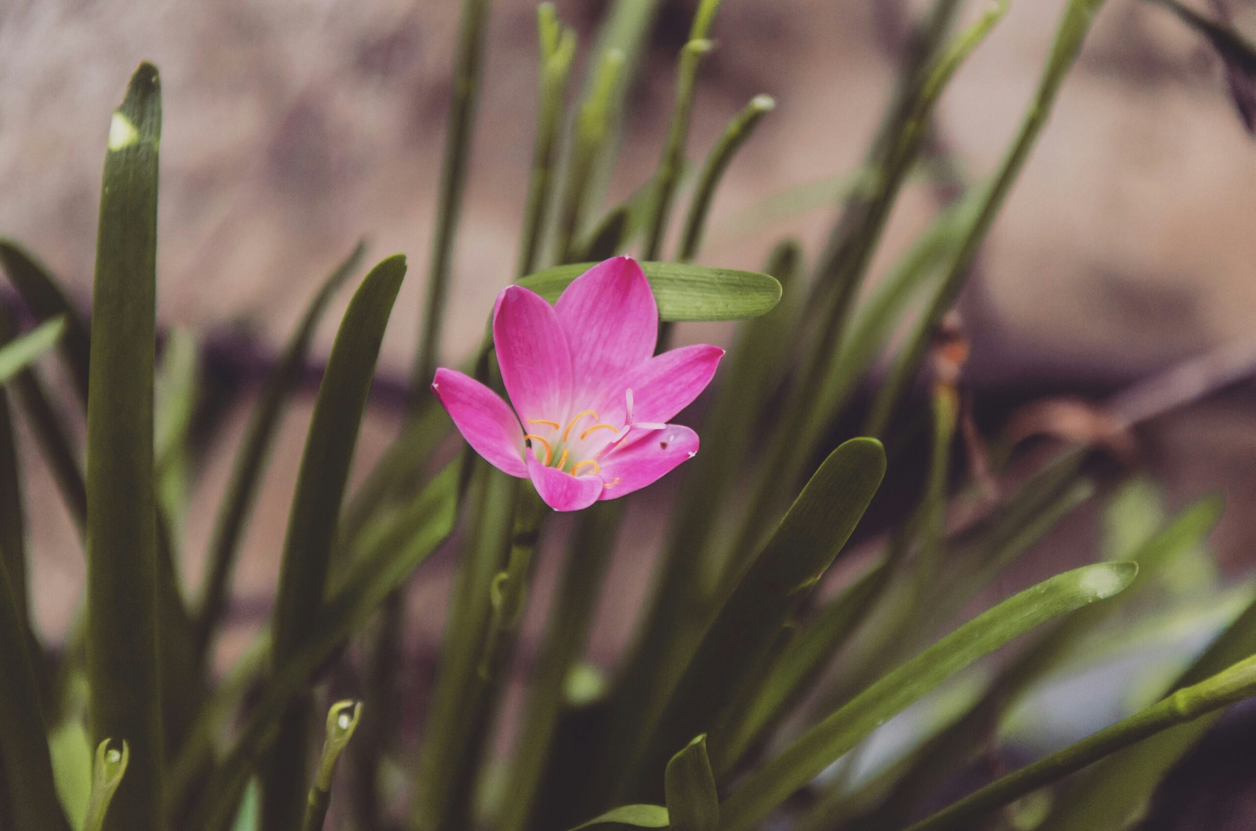 featured image - pruning lilies